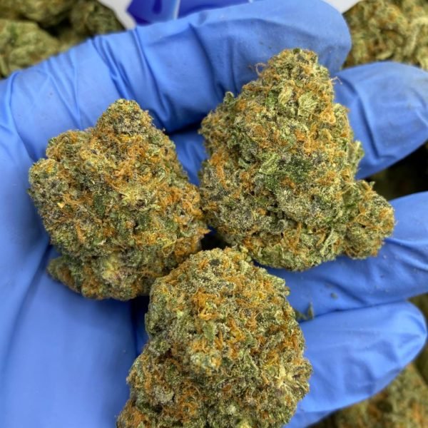 Buy Italian ice strain Backpackboyz Exotic Cannabis